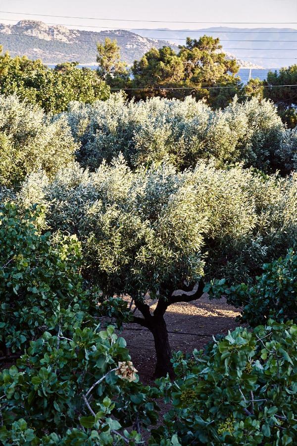 Nikolaou Art Residence Aegina エクステリア 写真